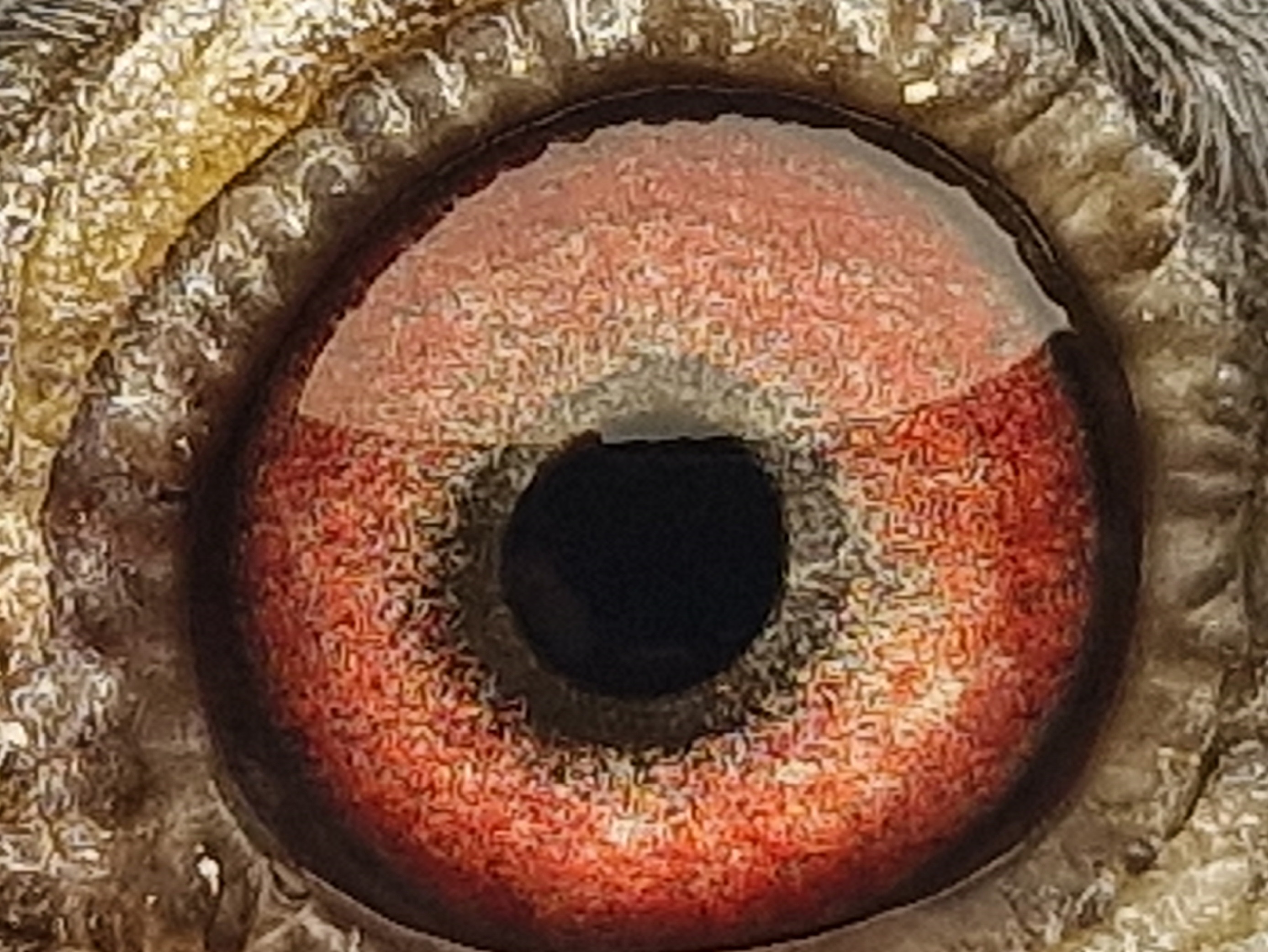 Pigeon eye